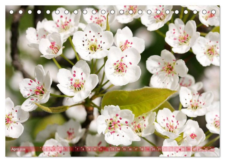 Produktbild: Wei&szlig;e Fr&uuml;hlingsbl&uuml;ten (Tischkalender 2026 DIN A5 quer), CALVENDO Monatskalender
