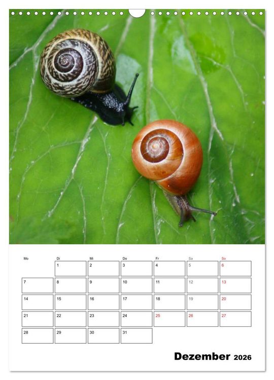 Produktbild: Die geheimnisvolle Welt der Schnecken (Wandkalender 2026 DIN A3 hoch), CALVENDO Monatskalender