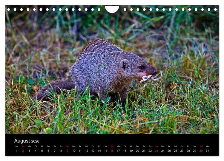 Produktbild: Namibias Tiere: von gro&szlig; bis klein (Wandkalender 2026 DIN A4 quer), CALVENDO Monatskalender