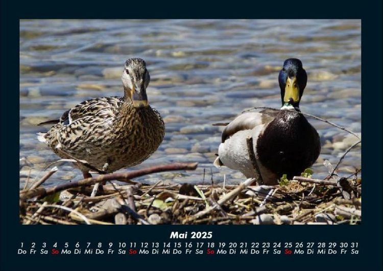 Produktbild: Enten 2025 Fotokalender DIN A4