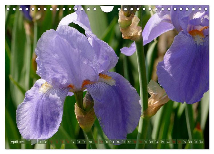 Produktbild: Iris - mond&auml;ne Gartensch&ouml;nheit (Wandkalender 2026 DIN A4 quer), CALVENDO Monatskalender