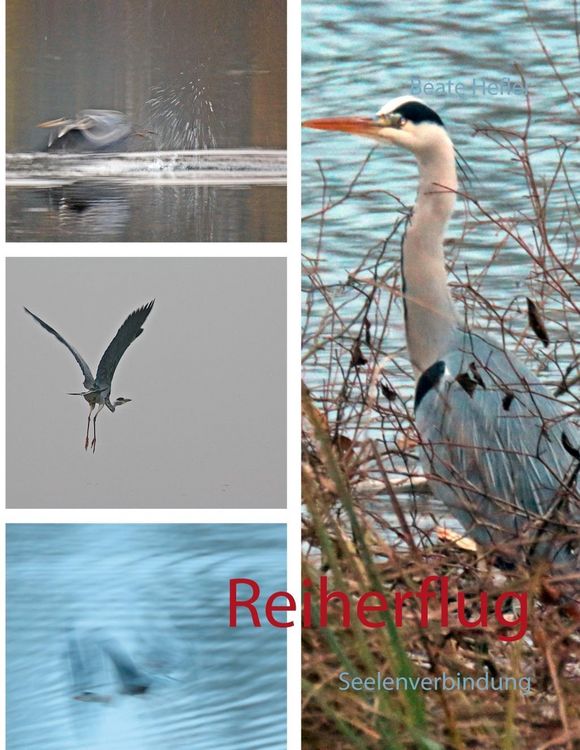 Produktbild: Reiherflug