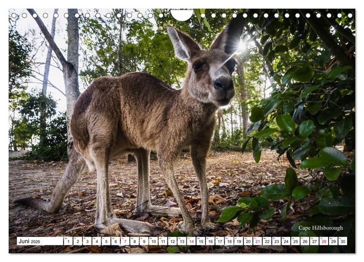 Produktbild: Australien Ostk&uuml;ste - von Cairns nach Sydney (Wandkalender 2026 DIN A4 quer), CALVENDO Monatskalender
