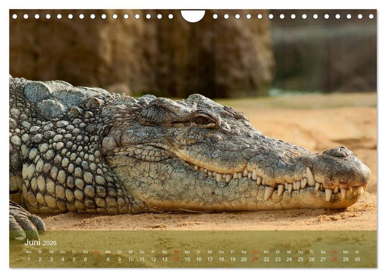 Produktbild: Alligatoren und Co. (Wandkalender 2026 DIN A4 quer), CALVENDO Monatskalender