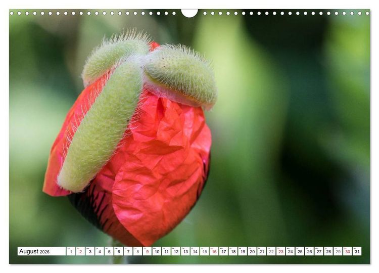 Produktbild: MohnTage (Wandkalender 2026 DIN A3 quer), CALVENDO Monatskalender