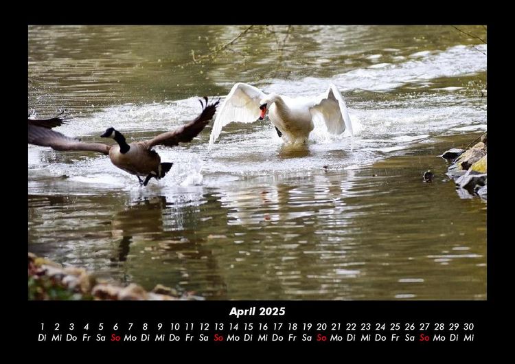 Produktbild: Enten 2025 Fotokalender DIN A3