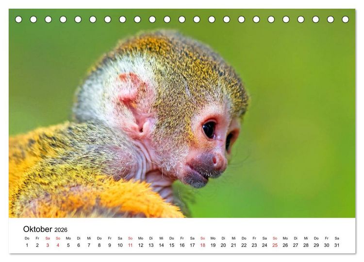 Produktbild: Totenkopfaffen (Tischkalender 2026 DIN A5 quer), CALVENDO Monatskalender
