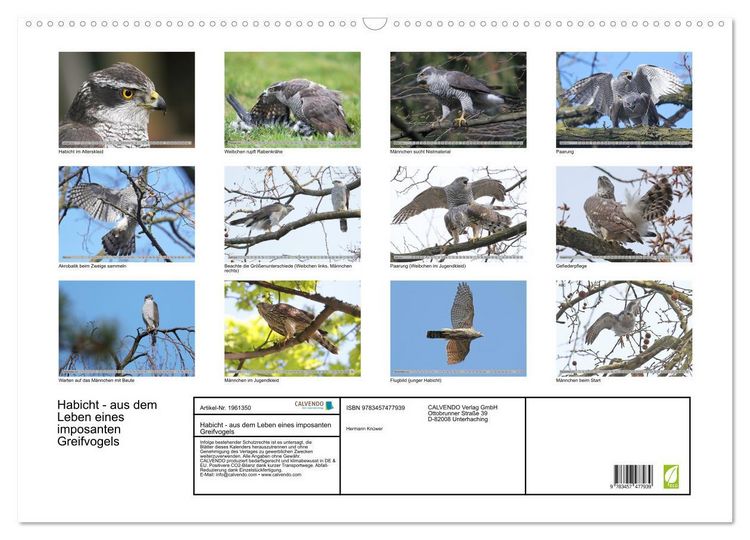 Produktbild: Habicht - aus dem Leben eines imposanten Greifvogels (Wandkalender 2026 DIN A2 quer), CALVENDO Monatskalender