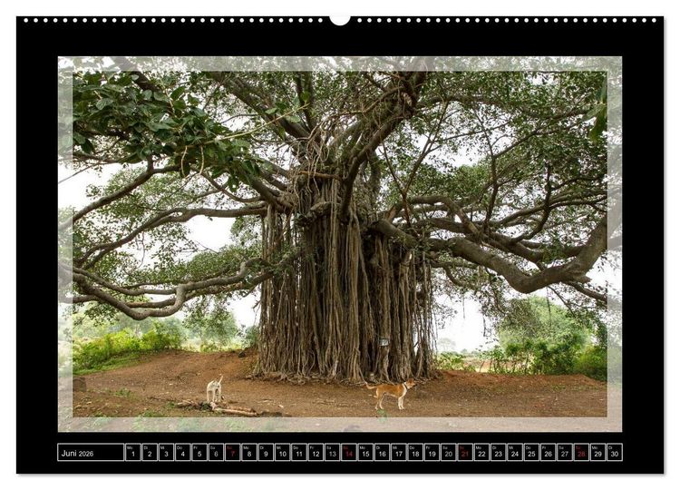 Produktbild: Kerala - Impressionen aus S&uuml;dindien (Wandkalender 2026 DIN A2 quer), CALVENDO Monatskalender