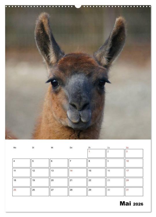 Produktbild: Alpaka und Lama Terminplaner (hochwertiger Premium Wandkalender 2026 DIN A2 hoch), Kunstdruck in Hochglanz