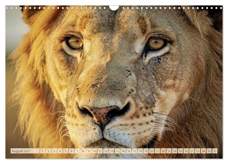 Produktbild: Die Augen der Wildnis (Wandkalender 2027 DIN A3 quer), CALVENDO Monatskalender