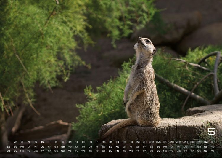 Produktbild: Erdm&auml;nnchen &ndash; Kleine W&auml;chter, gro&szlig;e Abenteuer! - 2027 - Kalender DIN A3