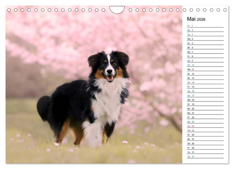 Produktbild: Australian Shepherd Tri Color (Wandkalender 2026 DIN A4 quer), CALVENDO Monatskalender