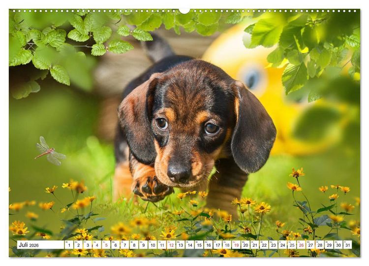 Produktbild: Dackeltr&auml;umereien - Kleine Helden auf 4 Pfoten (hochwertiger Premium Wandkalender 2026 DIN A2 quer), Kunstdruck in Hochglanz