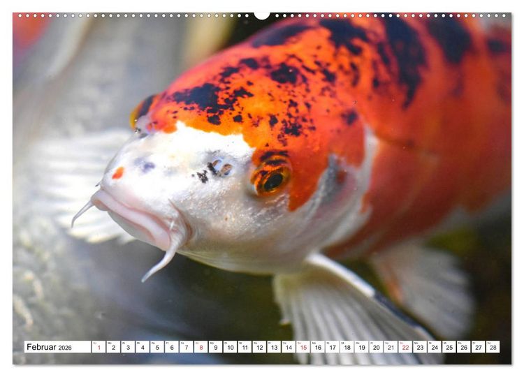 Produktbild: Koi Karpfen. Blickfang und Gl&uuml;cksbringer (hochwertiger Premium Wandkalender 2026 DIN A2 quer), Kunstdruck in Hochglanz