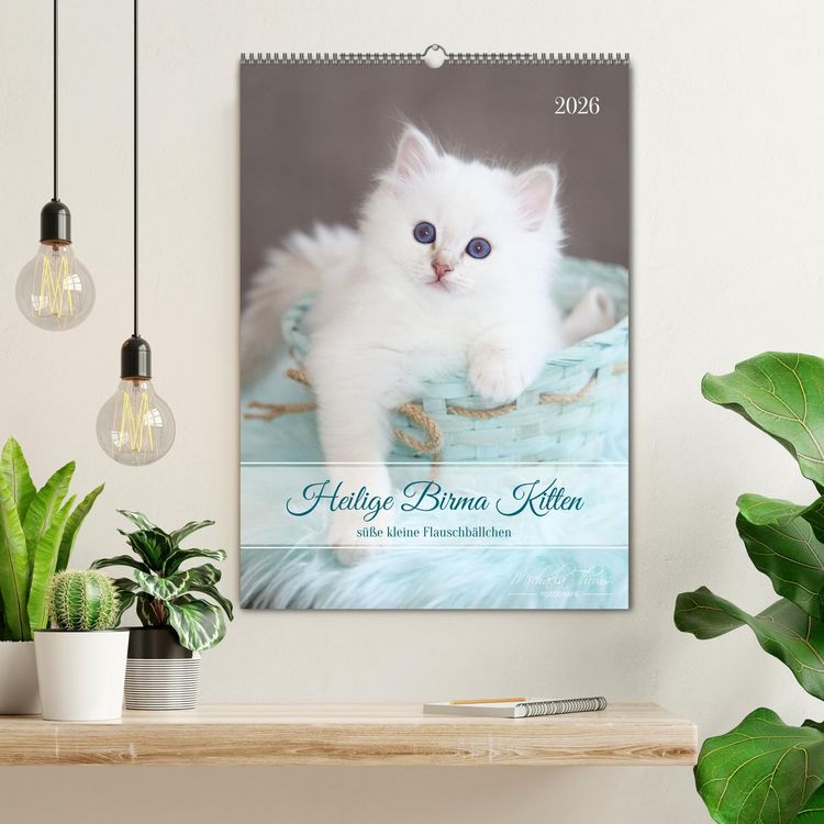 Produktbild: Heilige Birma Kitten - s&uuml;&szlig;e kleine Flauschb&auml;llchen (Wandkalender 2026 DIN A2 hoch), CALVENDO Monatskalender