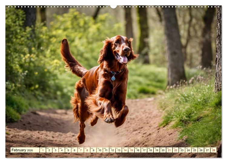 Produktbild: Irish Setter - pure grace (High Quality Premium Wall Calendar 2026 DIN A2 landscape),CALVENDO 12 Month Wall Calendar