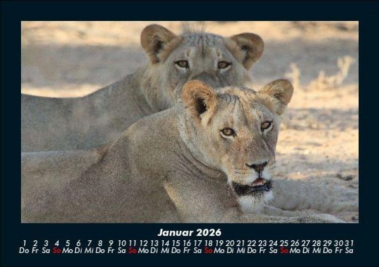 Produktbild: L&ouml;wen in der Wildnis 2026 Fotokalender DIN A5