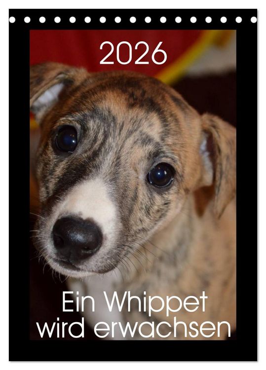 Produktbild: Ein Whippet wird erwachsen (Tischkalender 2026 DIN A5 hoch), CALVENDO Monatskalender
