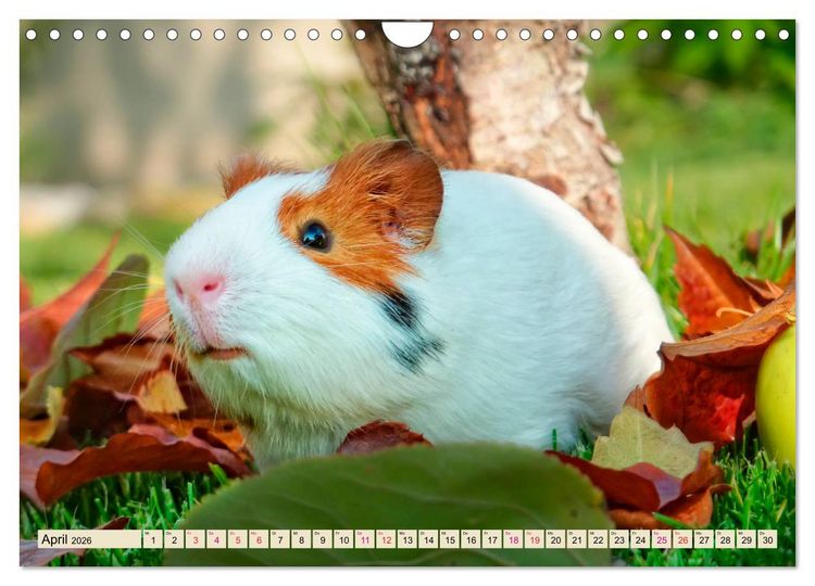 Produktbild: Meerschweinchen - so s&uuml;&szlig; (Wandkalender 2026 DIN A4 quer), CALVENDO Monatskalender