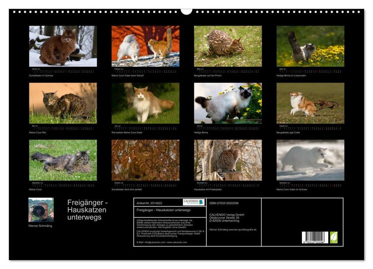 Produktbild: Freig&auml;nger - Hauskatzen unterwegs (Wandkalender 2026 DIN A2 quer), CALVENDO Monatskalender