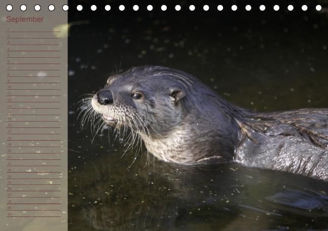 Produktbild: Fischotter Geburtstagskalender (Tischkalender immerw&auml;hrend DIN A5 quer)