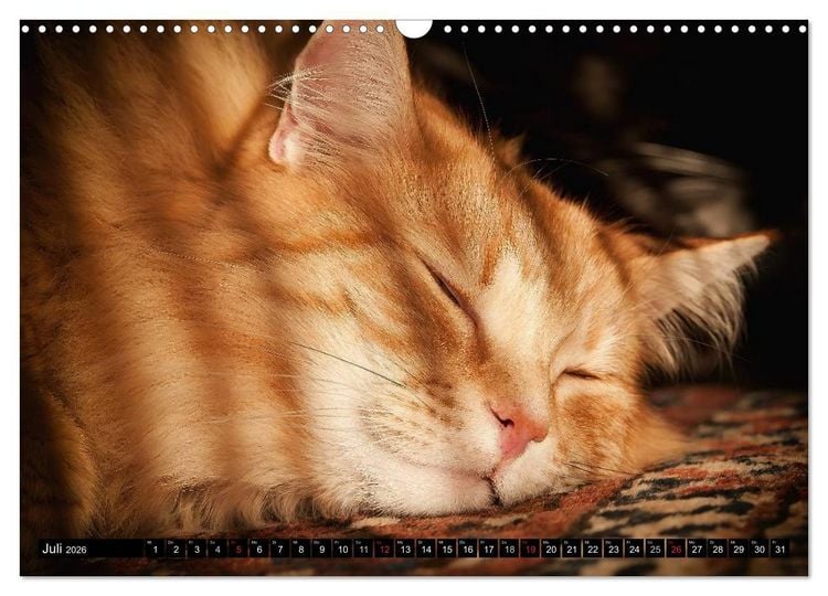 Produktbild: KATZEN Beautys (Wandkalender 2026 DIN A3 quer), CALVENDO Monatskalender