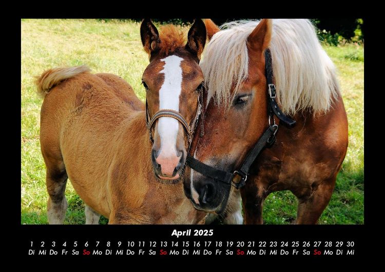 Produktbild: Die Welt der Pferde 2025 Fotokalender DIN A3