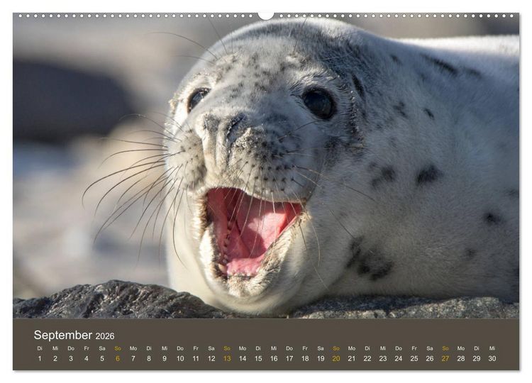 Produktbild: Robben auf der Helgol&auml;nder D&uuml;ne (hochwertiger Premium Wandkalender 2026 DIN A2 quer), Kunstdruck in Hochglanz
