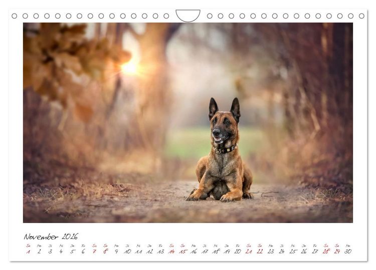 Produktbild: Traumhund Malinois (Wandkalender 2026 DIN A4 quer), CALVENDO Monatskalender