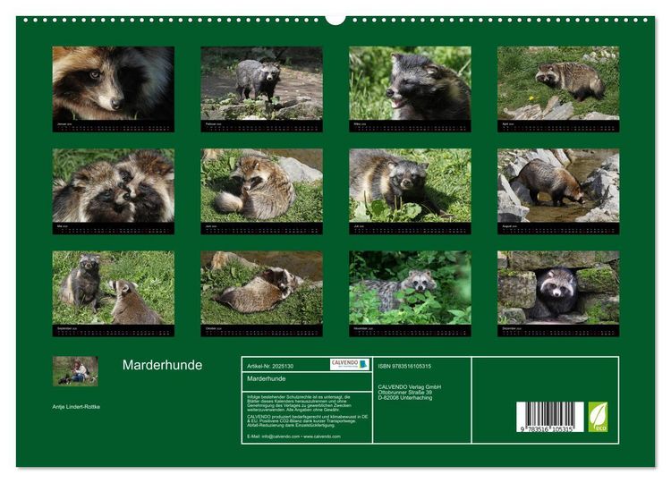 Produktbild: Marderhunde (hochwertiger Premium Wandkalender 2026 DIN A2 quer), Kunstdruck in Hochglanz
