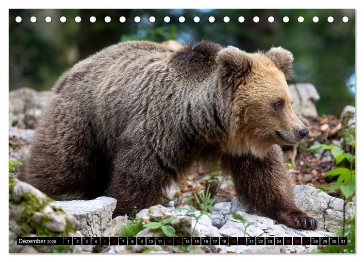 Produktbild: Lautlos in den W&auml;ldern Sloweniens (Tischkalender 2026 DIN A5 quer), CALVENDO Monatskalender