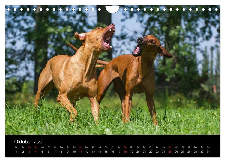Produktbild: Rhodesian Ridgeback 2026 (Wandkalender 2026 DIN A4 quer), CALVENDO Monatskalender