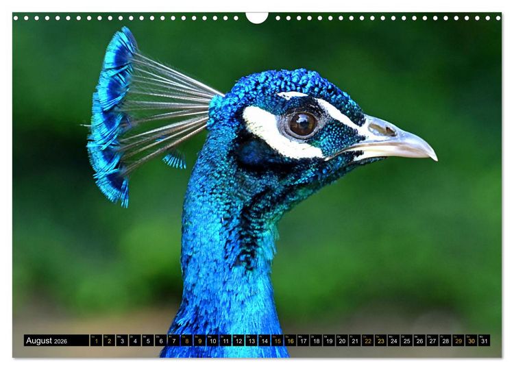 Produktbild: V&ouml;gel im Fokus - Ausdrucksstarke Vielfalt in der Vogelwelt (Wandkalender 2026 DIN A3 quer), CALVENDO Monatskalender