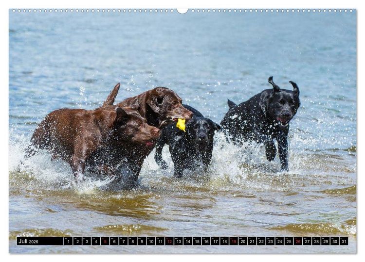 Produktbild: Labrador Retriever - ein Herz auf 4 Pfoten (hochwertiger Premium Wandkalender 2026 DIN A2 quer), Kunstdruck in Hochglanz