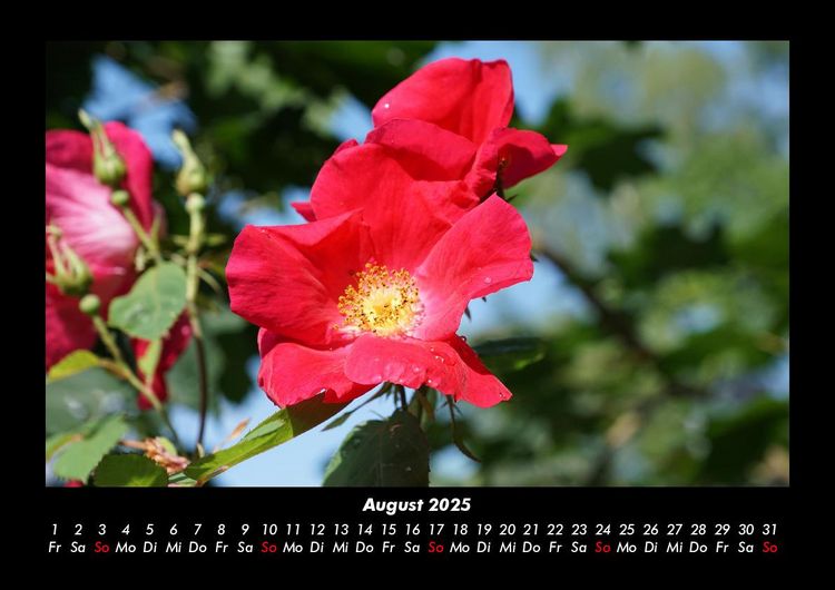 Produktbild: Blumentr&auml;ume 2025 Fotokalender DIN A3
