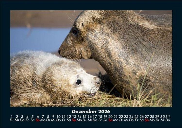 Produktbild: Hundezauber 2026 Fotokalender DIN A5