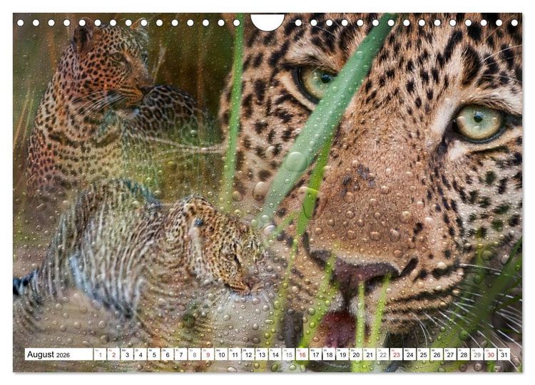 Produktbild: Emotionale Momente: African Dreams (Wandkalender 2026 DIN A4 quer), CALVENDO Monatskalender