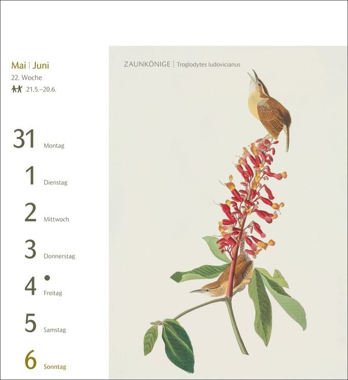 Produktbild: V&ouml;gel Postkartenkalender 2027 - Postkartenkalender mit 53 historischen Zeichnungen