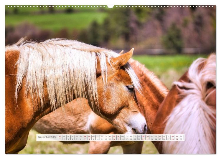 Produktbild: Haflinger im Th&uuml;ringer Wald (Wandkalender 2026 DIN A2 quer), CALVENDO Monatskalender