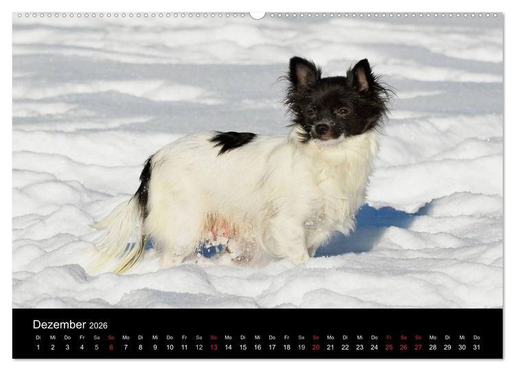 Produktbild: Chihuahua - Kleine Hunde ganz gro&szlig; (hochwertiger Premium Wandkalender 2026 DIN A2 quer), Kunstdruck in Hochglanz