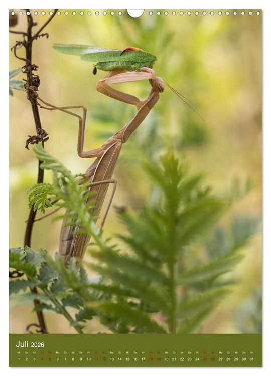 Produktbild: Die Gottesanbeterin. R&auml;uber der Insektenwelt. (Wandkalender 2026 DIN A3 hoch), CALVENDO Monatskalender