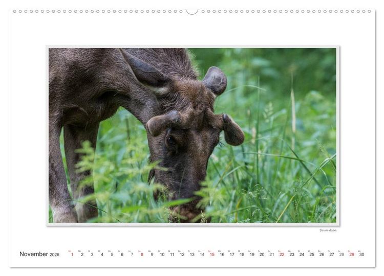 Produktbild: Emotionale Momente: Europ&auml;ischer Elch Part II (Wandkalender 2026 DIN A2 quer), CALVENDO Monatskalender