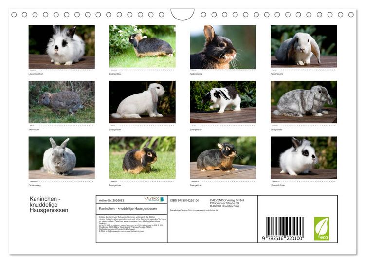 Produktbild: Kaninchen - knuddelige Hausgenossen (Wandkalender 2026 DIN A4 quer), CALVENDO Monatskalender