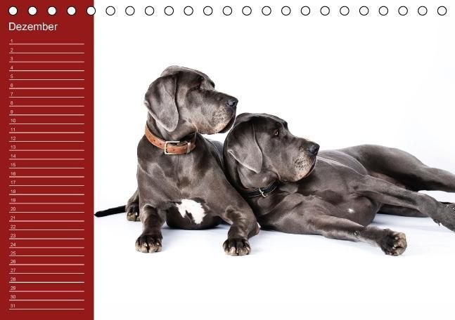 Produktbild: Deutsche Doggen / Geburtstagskalender (Tischkalender immerw&auml;hrend DIN A5 quer)