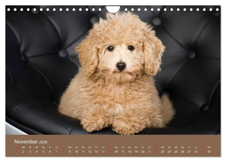 Produktbild: Pudel (Wandkalender 2026 DIN A4 quer), CALVENDO Monatskalender