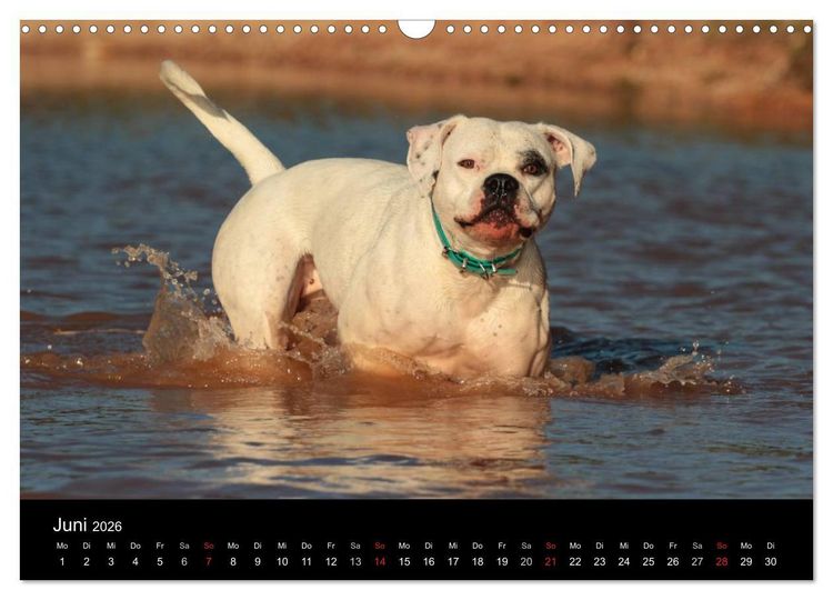 Produktbild: American Bulldog - alles Andere ist nur ein Hund (Wandkalender 2026 DIN A3 quer), CALVENDO Monatskalender