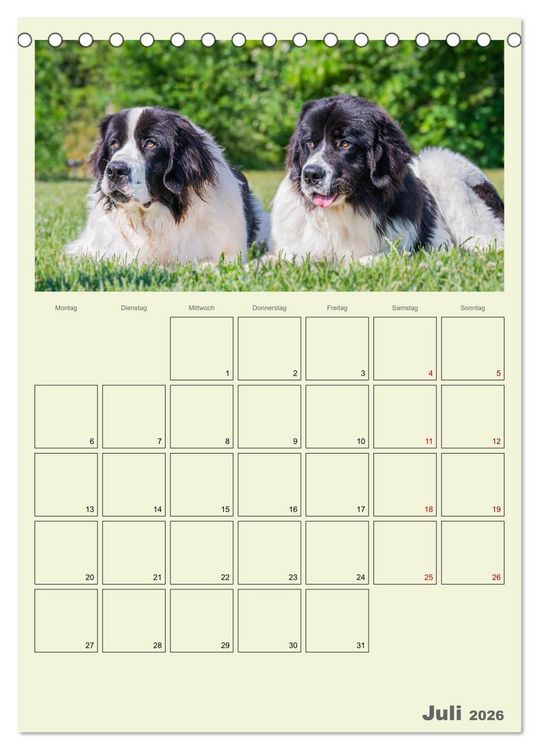Produktbild: Faszination Landseer - Mit Plan durch das Jahr (Tischkalender 2026 DIN A5 hoch), CALVENDO Monatskalender