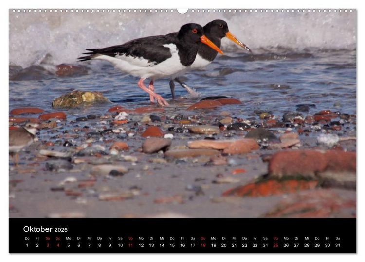 Produktbild: Limikolen Watv&ouml;gel auf dem Zug (hochwertiger Premium Wandkalender 2026 DIN A2 quer), Kunstdruck in Hochglanz