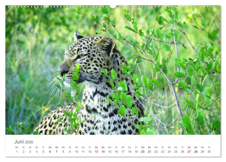 Produktbild: Safari / Afrika (hochwertiger Premium Wandkalender 2026 DIN A2 quer), Kunstdruck in Hochglanz